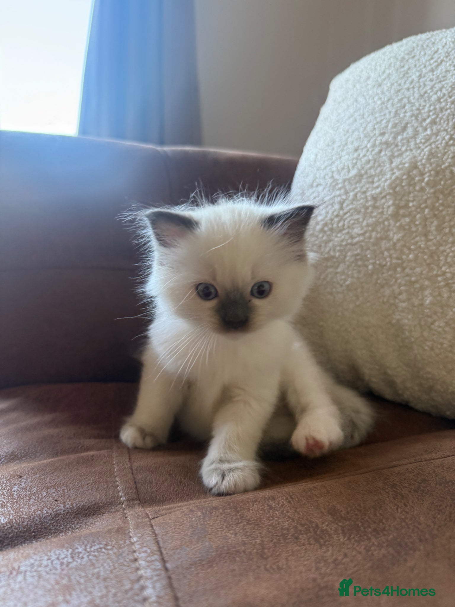 Ragdoll cats ONLY 1 LEFT ❤️ ragdolls ❤️ - Advert 2