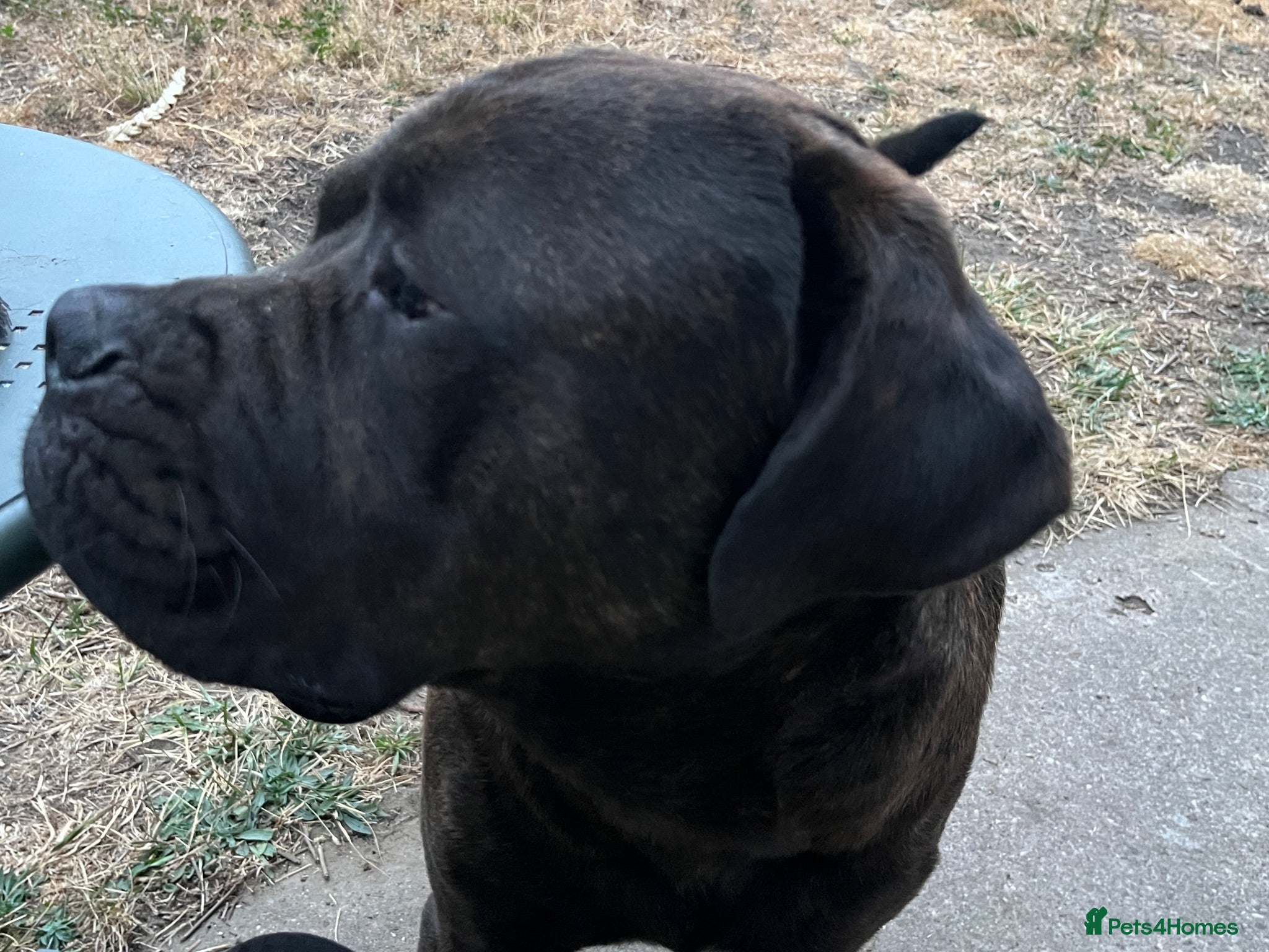 Mixed Breed dogs For stud. MastiffxCorso dog - Advert 11