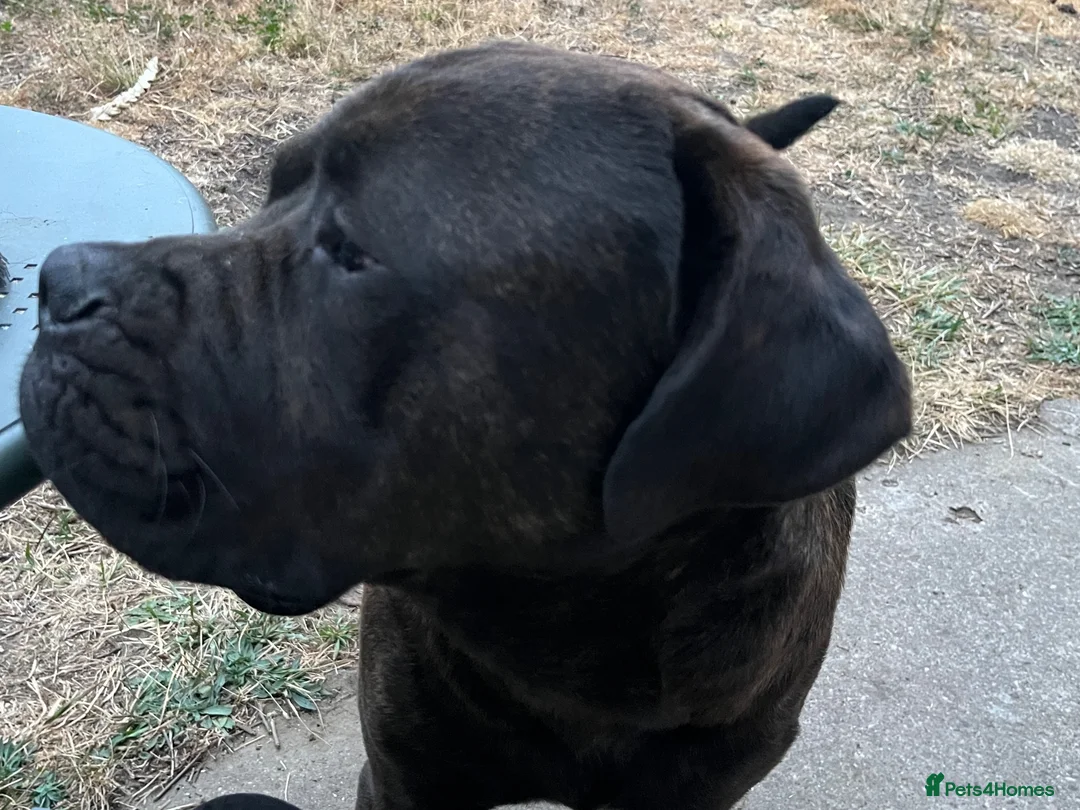 Mixed Breed dogs for stud: For stud. MastiffxCorso dog - Advert 1