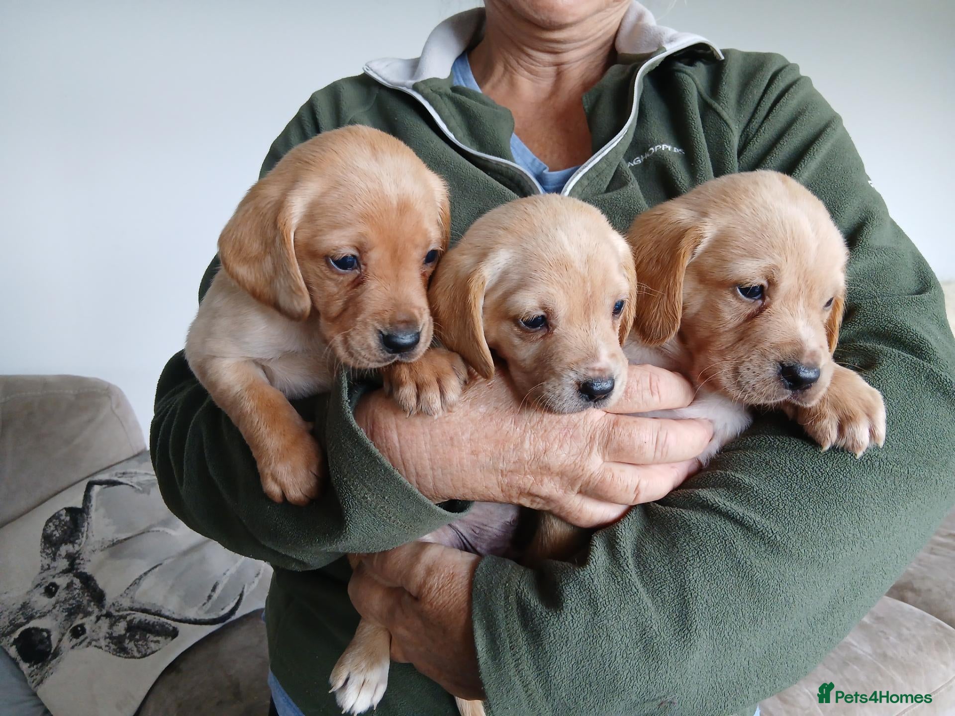 Mixed Breed dogs Fox red lab x sprocker spaniel pups - Advert 11