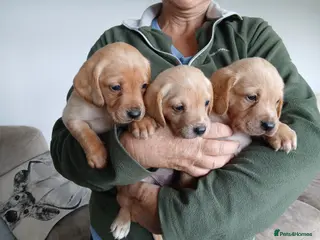 Mixed Breed dogs Fox red lab x sprocker spaniel pups - Advert 1