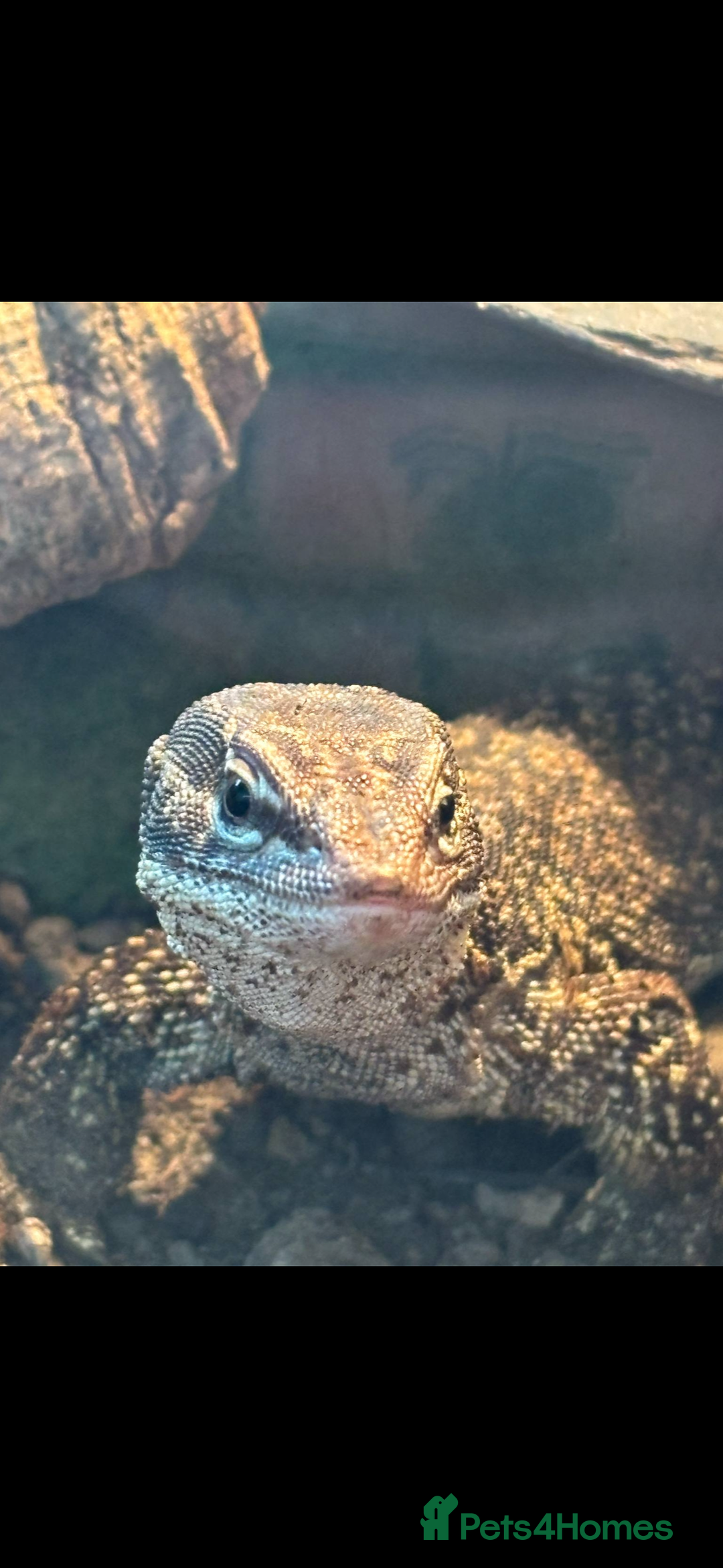 Monitor reptiles for sale: Female ackie monitor lizard - Image 2