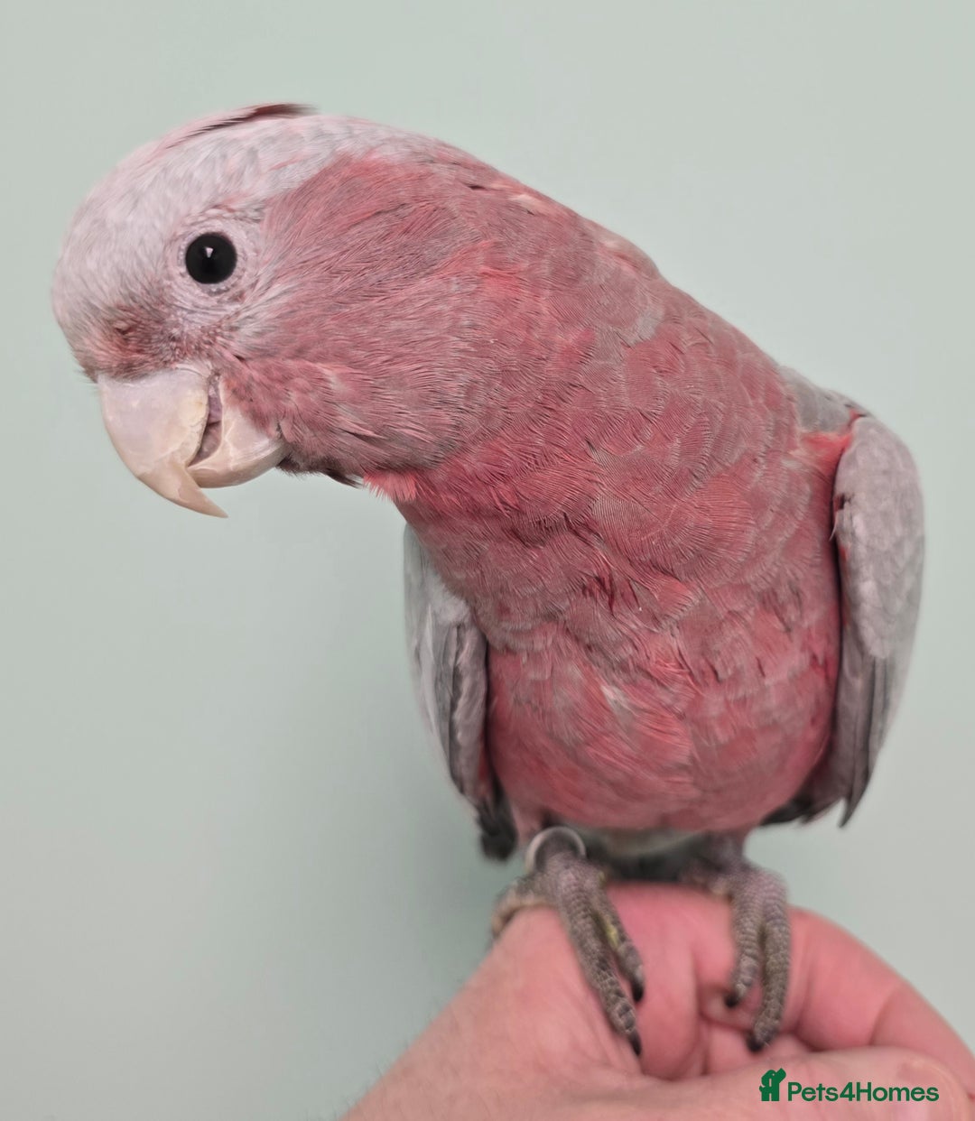 Parrots birds for sale: Cheeky Handreared Amazon's, Galah's & Caique's!!! - Advert 7