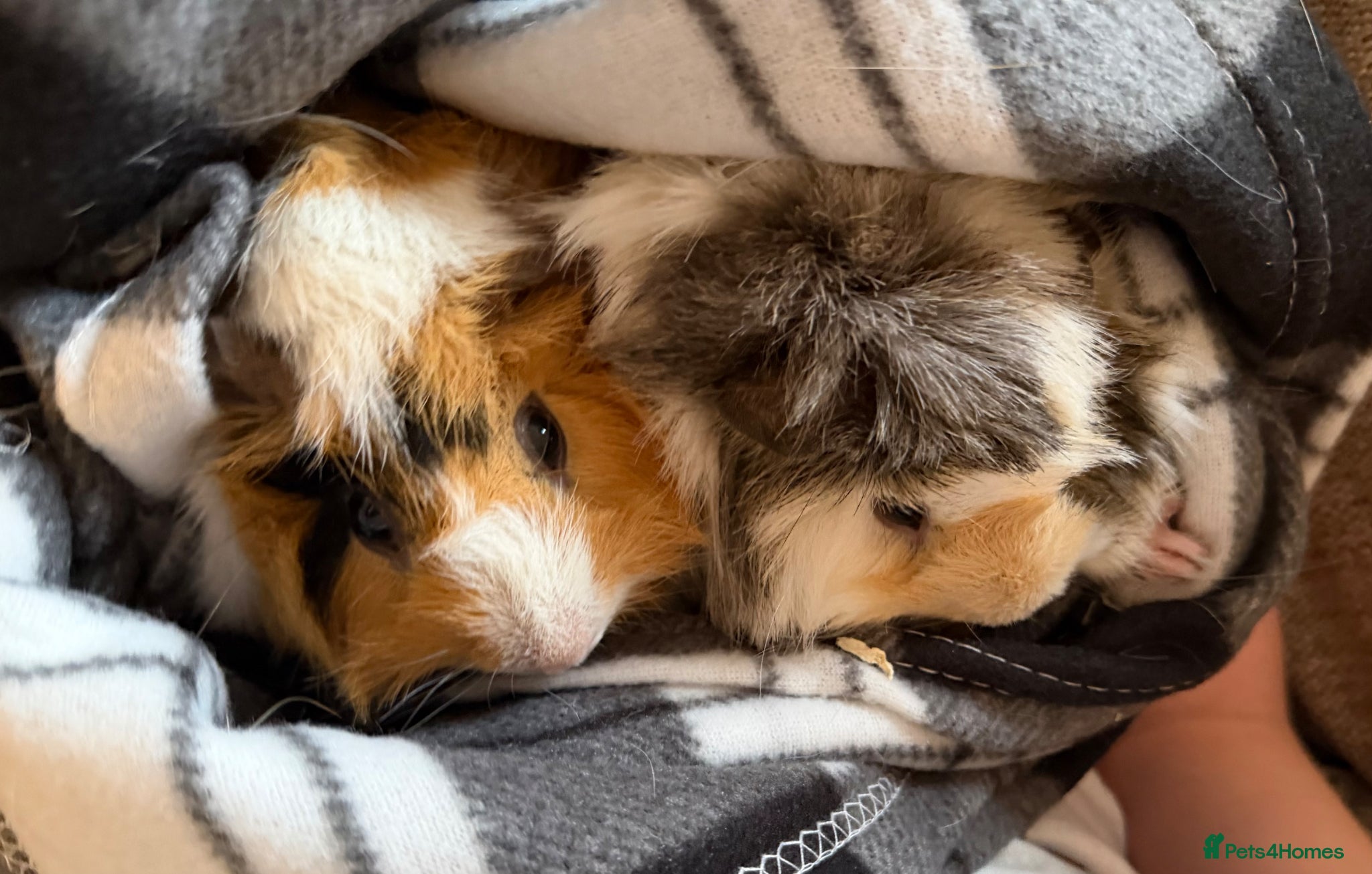 Guinea Pig rodents 2 Male Guinea Pigs - Advert 1
