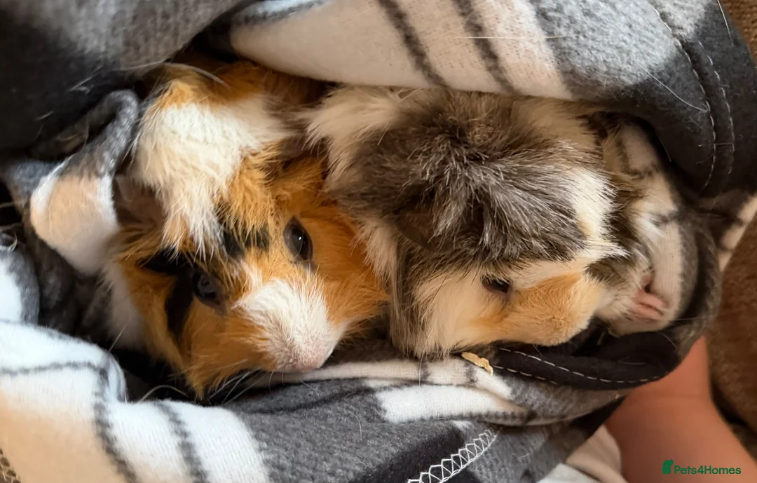 Guinea Pig rodents for sale: 2 Male Guinea Pigs in Ferryhill - Advert 1
