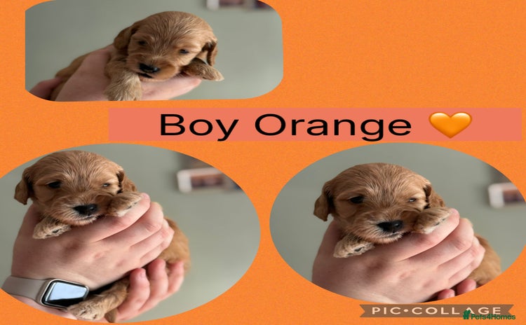 Cockapoo dogs - Advert 3
