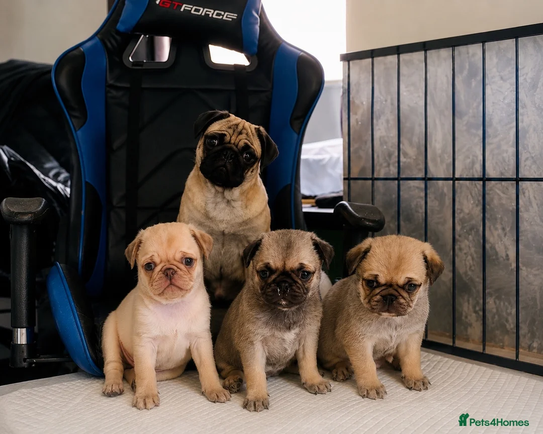 Pug dogs for sale: KC registered pug puppies  - Advert 4