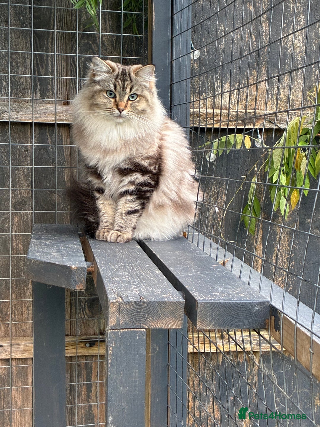 Ragdoll cats for sale: Registered Sepia ragdolls (cherubim's)  - Advert 1