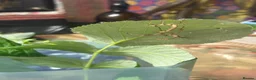 Stick Insects invertebrates for sale: Giant Prickly stick insect - Advert 5