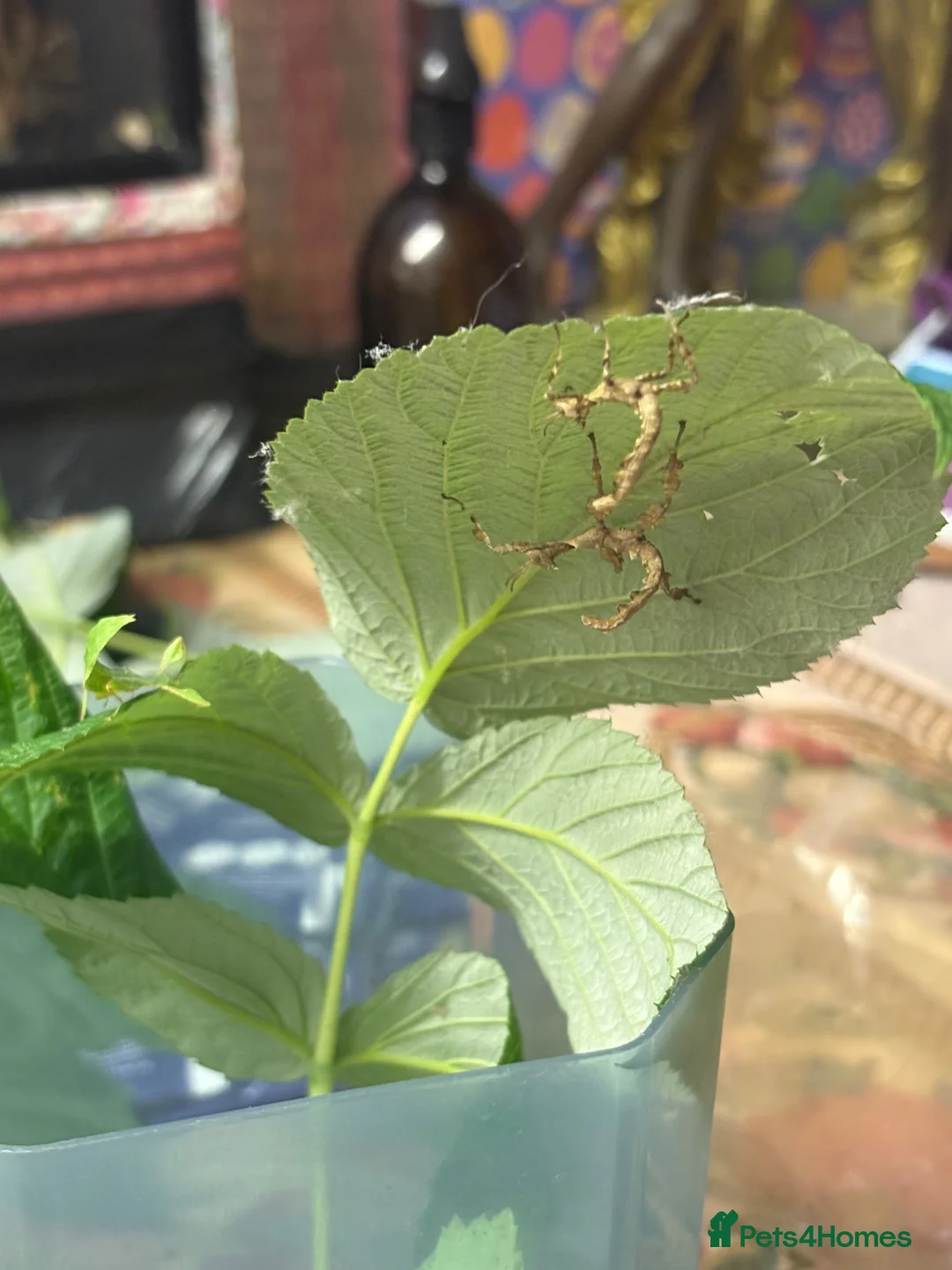 Stick Insects invertebrates for sale: Giant Prickly stick insect - Advert 5