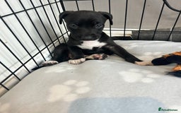 Mixed Breed dogs for sale: Bull whippets - Image 1