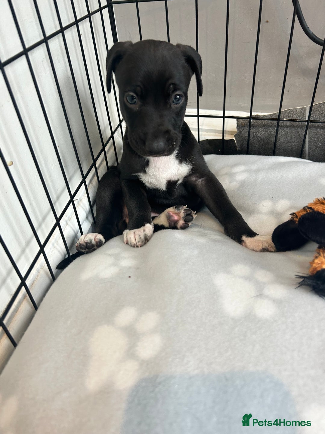 Mixed Breed dogs for sale: Bull whippets - Image 1