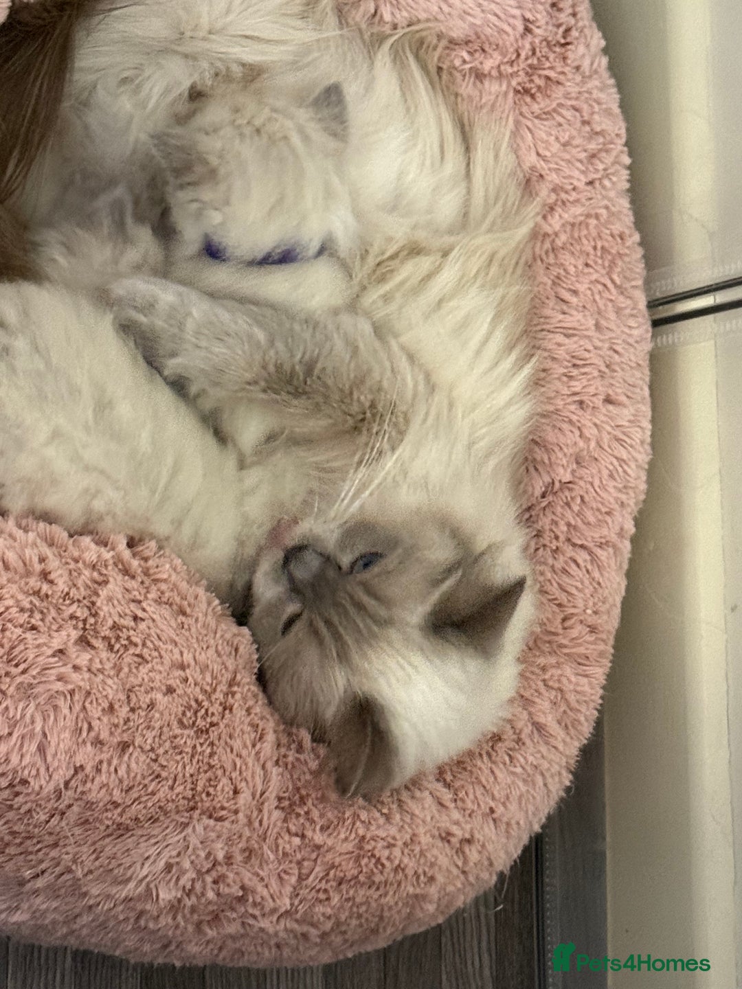Ragdoll cats for sale: Stunning Bluepoint Ragdoll Kittens for sale - Image 4