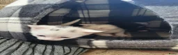 Mixed Breed cats for sale: 3 kittens For sale 2 boys one girl - Advert 5