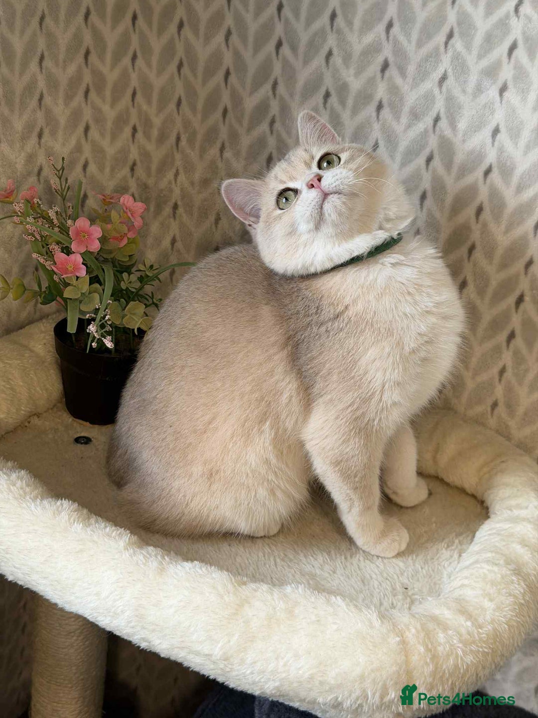 British Shorthair cats for sale: ⭐️TICA chunky golden BRITISH SHORTHAIR  - Advert 8