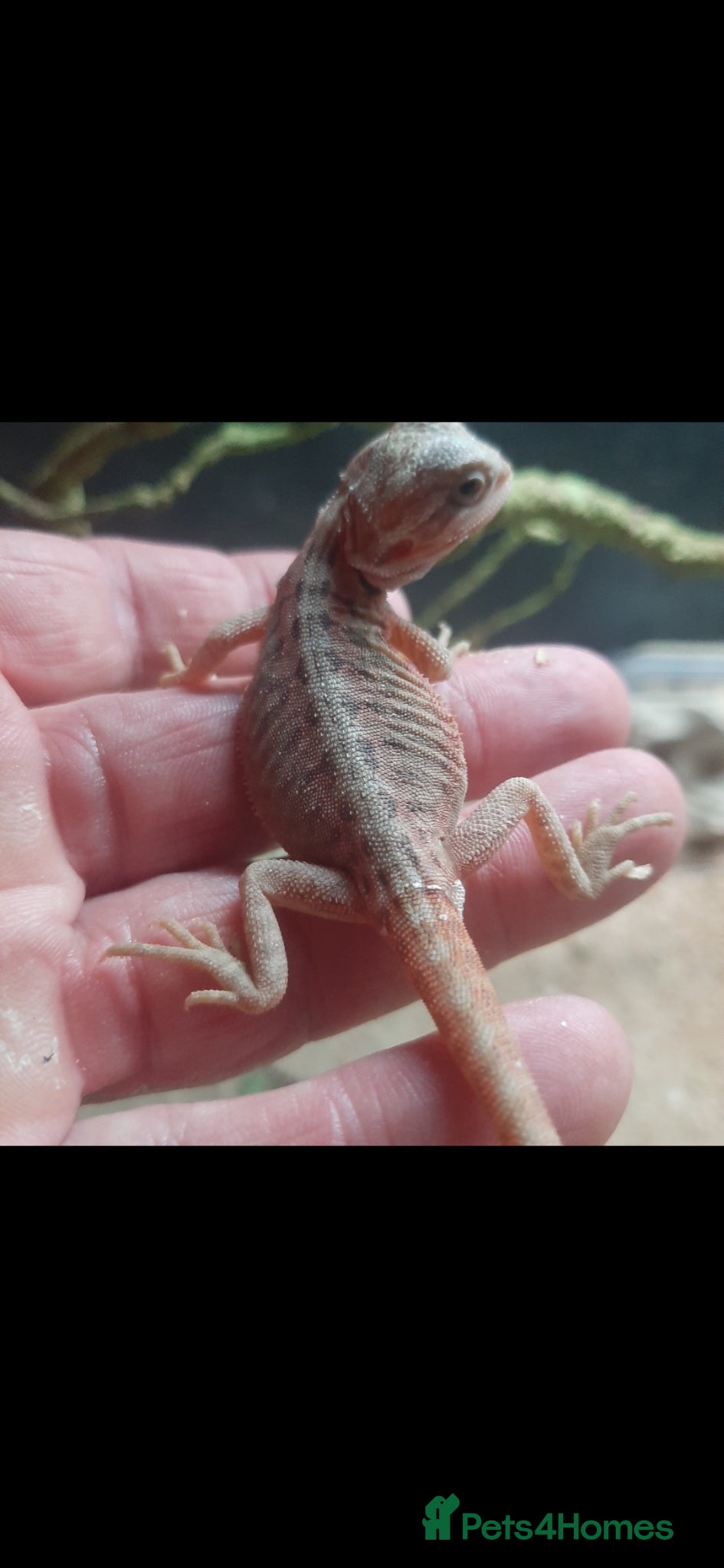 Bearded Dragon reptiles for sale: Beautiful Baby Bearded Dragons For Sale - Advert 3