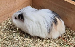 Guinea Pig rodents for sale: Young Guinea Pigs – 3 Litters Ready & Reserve - Image 10