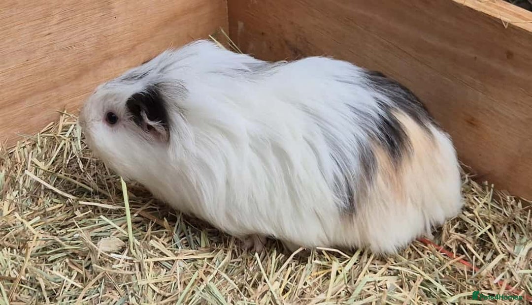 Guinea Pig rodents for sale: Young Guinea Pigs – 3 Litters Ready & Reserve - Image 10