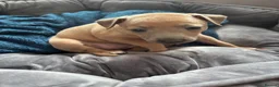 Italian Greyhound dogs for sale: 🐾 KC Registered Italian Greyhound Puppies 🐾 - Advert 18