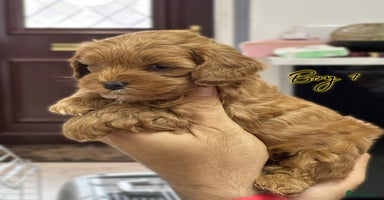 Shihpoo dogs - Advert 3