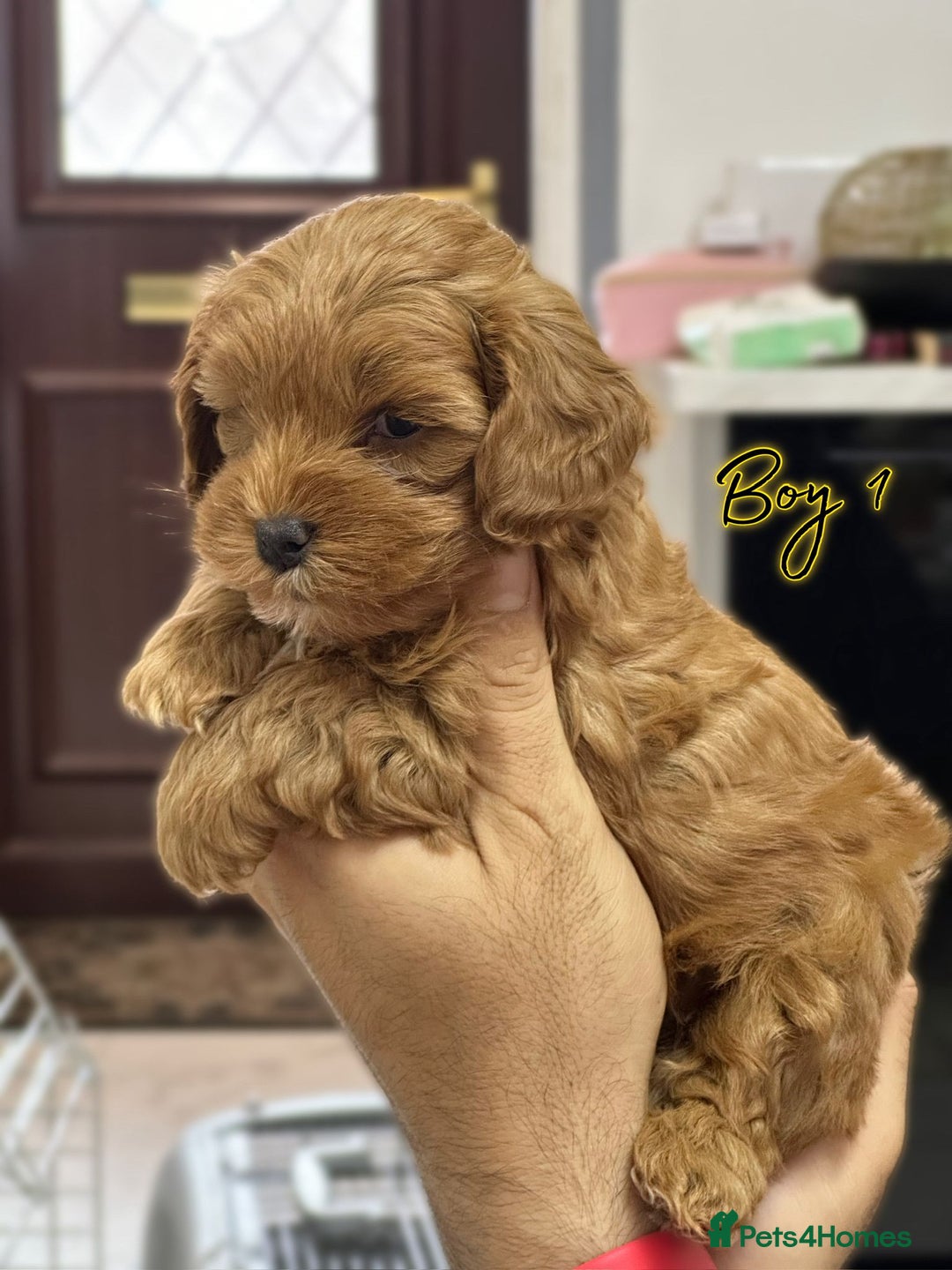 Shihpoo dogs for sale: 🐾 Toy Poodle x Shihpoo Puppies for Sale - Image 10
