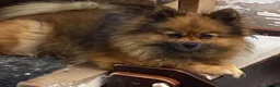 Pomeranian dogs for sale: Beautiful brown girl  - Advert 7