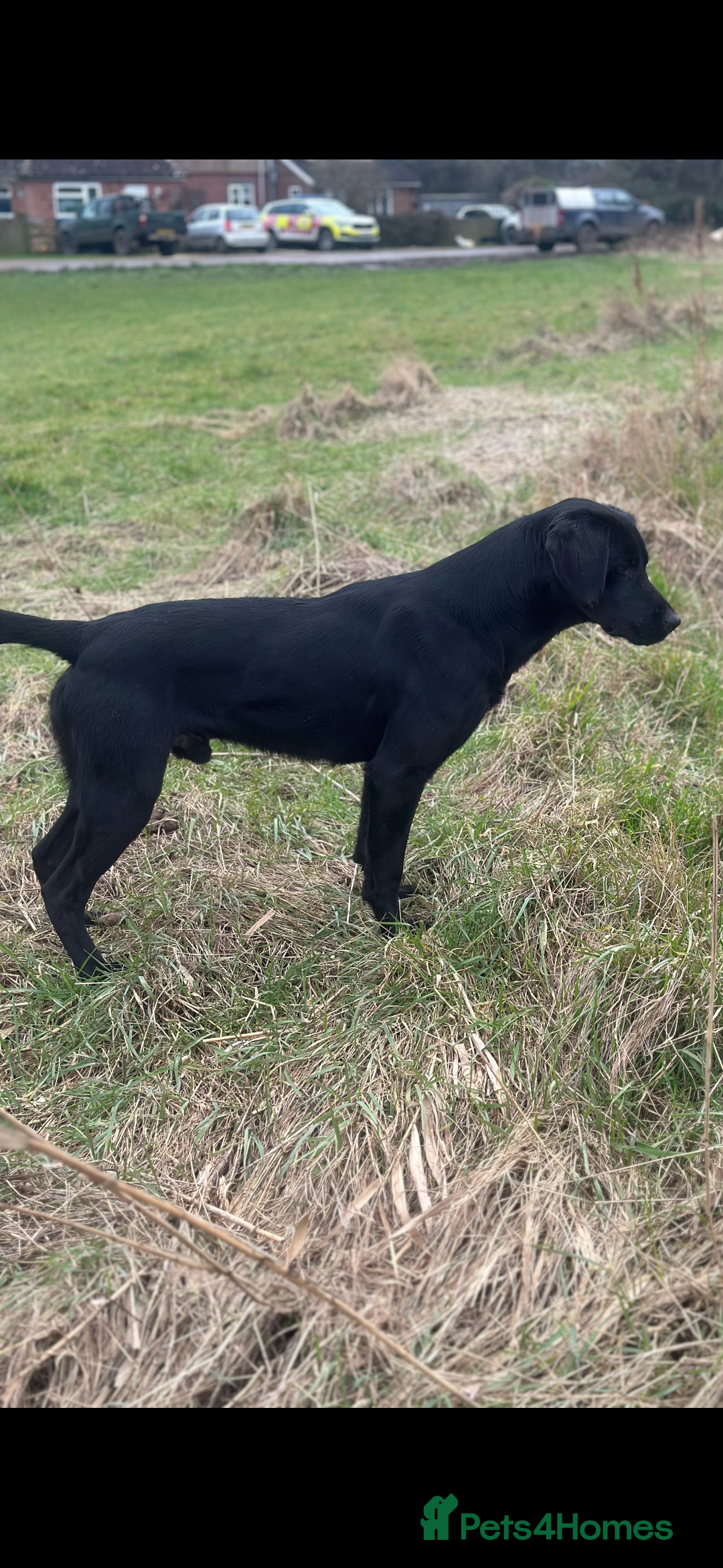 Labrador Retriever dogs for sale: 6 gorgeous Labrador puppies  - Advert 10