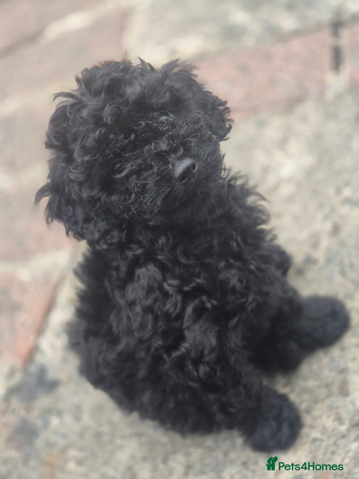 Cockapoo dogs Cockapoo puppy - Advert 10
