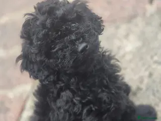 Cockapoo dogs Cockapoo puppy - Advert 10