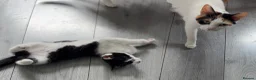 Mixed Breed cats for sale: Male kitten for sale £20 - Advert 5