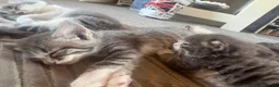 Mixed Breed cats for sale: Gorgeous grey and white fluffy kittens ready now  - Advert 1