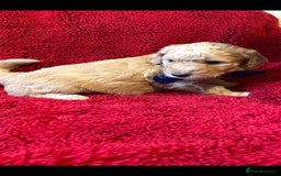 Double Doodle dogs for sale: Beautiful Double Doodles puppies  - Image 5