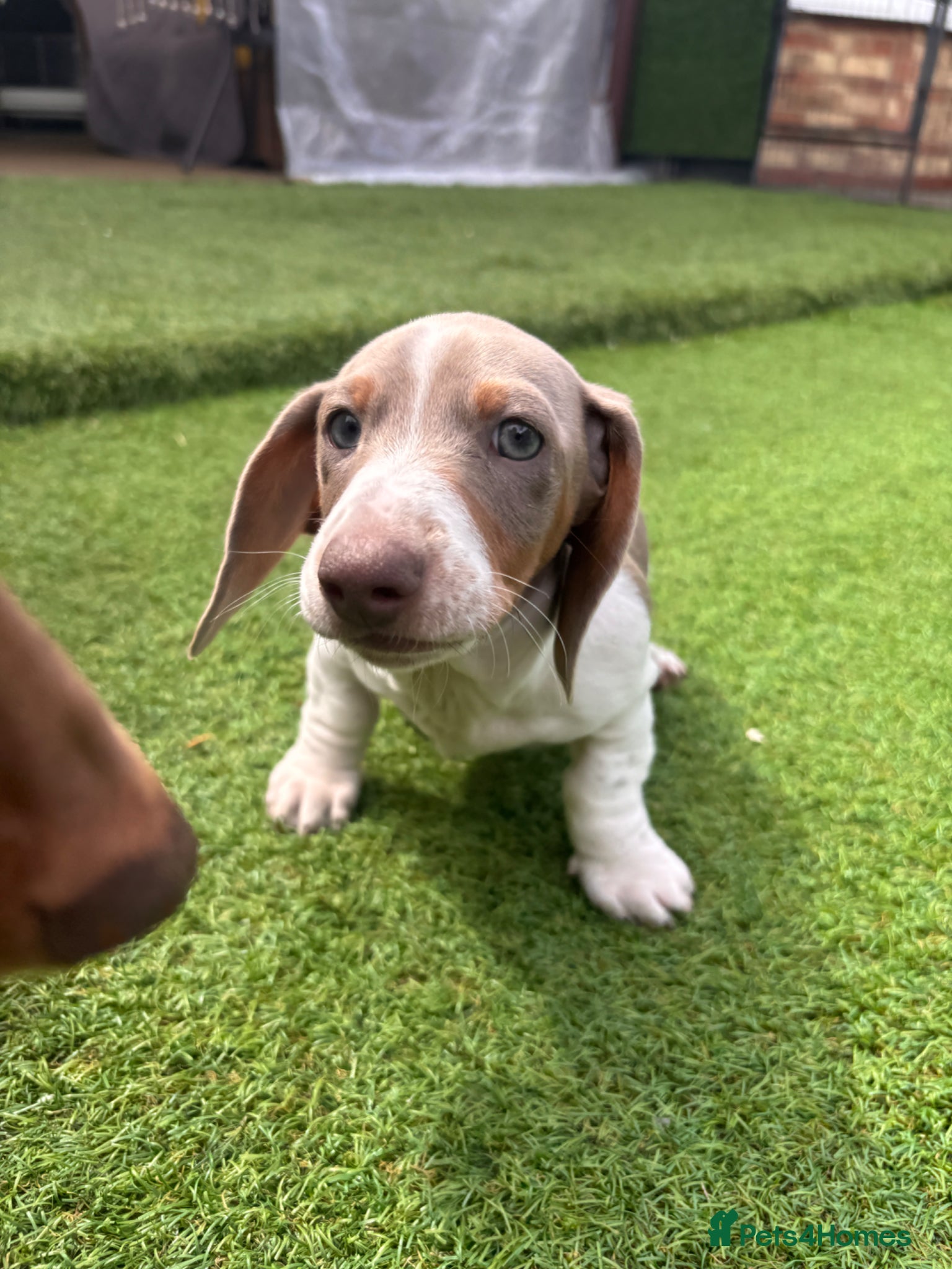 Dachshund dogs for sale: Dachshund Piebald puppy SOLD - Advert 6