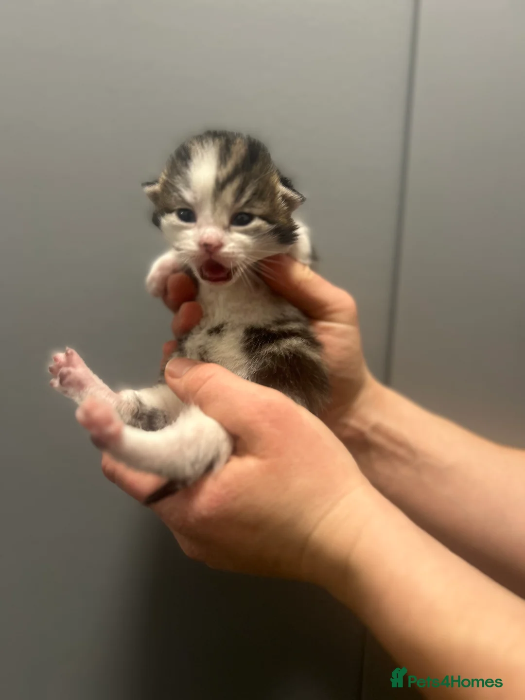 Mixed Breed cats for sale: Gorgeous kittens - Advert 4