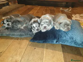 French Bulldog dogs 💥👀 NEW SHADE ISABELLA, MERLE TRI LILAC - Advert 7