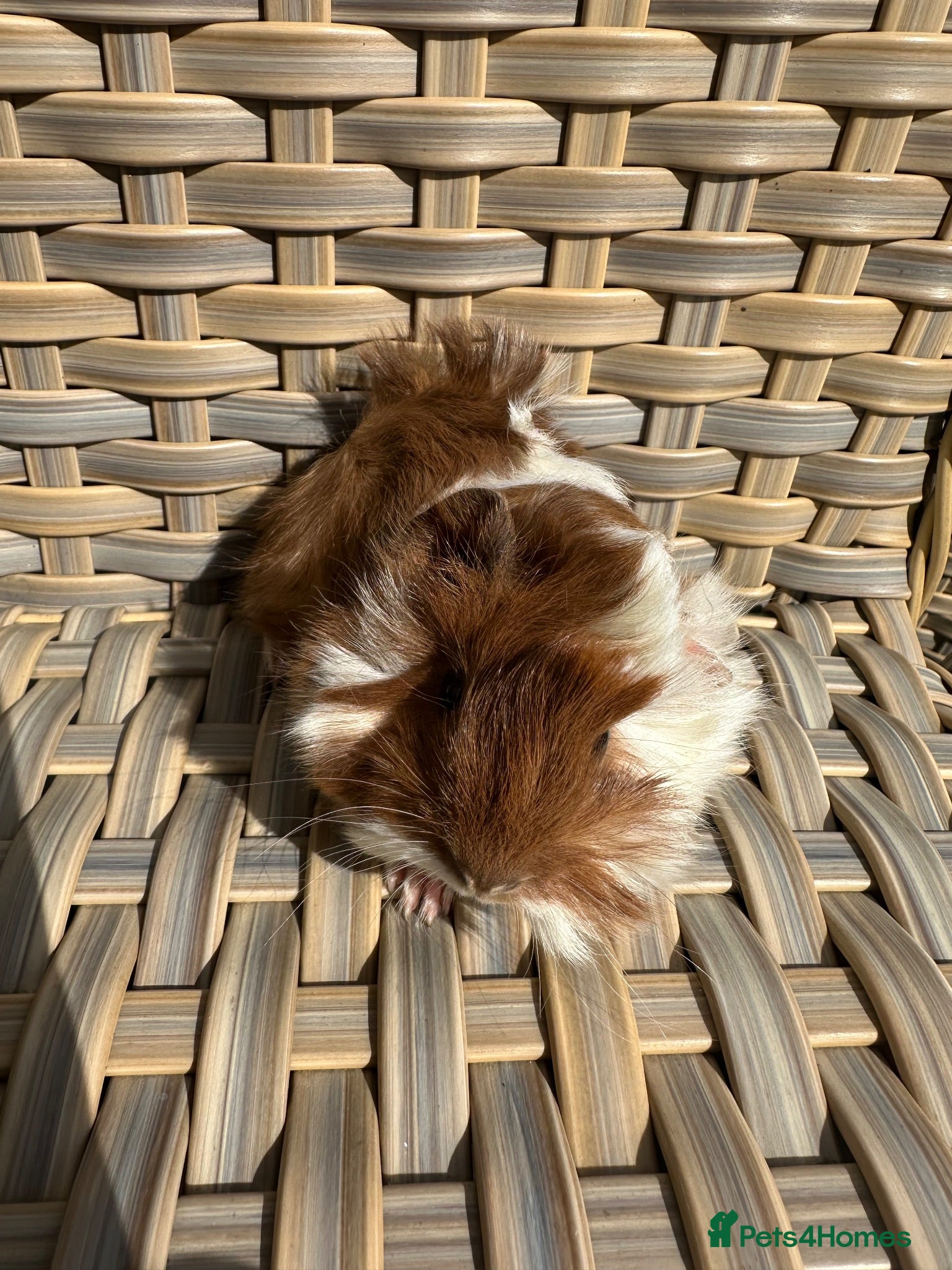Guinea Pig rodents Very handsome baby long haired guinea pigs. - Advert 2