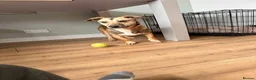 Mixed Breed dogs for adoption: Meet Dot,currently residing in Cheshire  - Advert 7