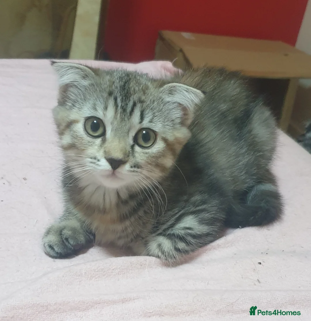 Mixed Breed cats for sale: Boy and girl - Advert 16