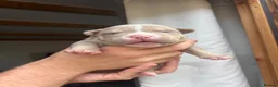 American Bully dogs for sale: Pocket bully  - Advert 16