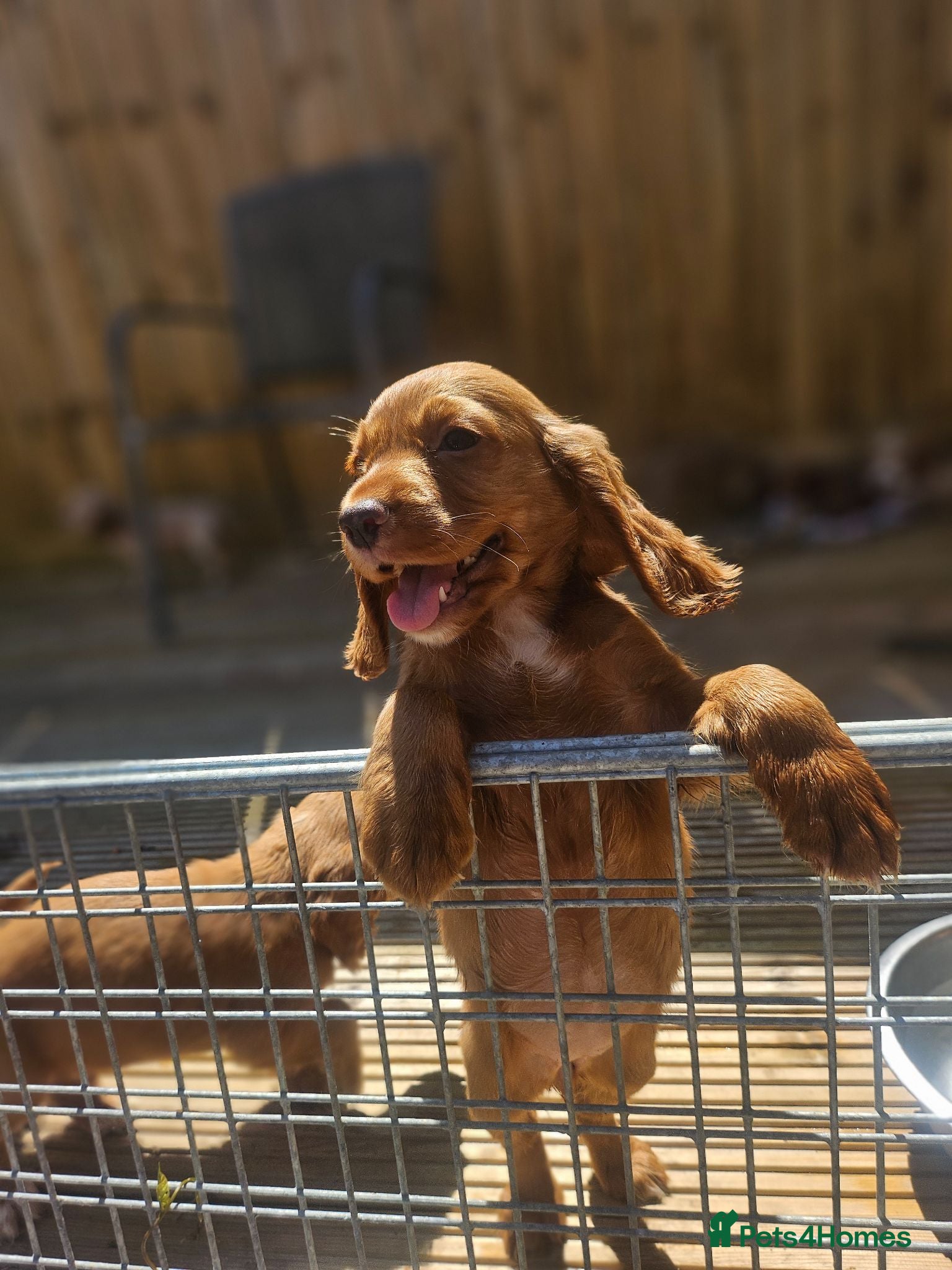 Cocker Spaniel dogs Health tested working cocker spaniels  - Advert 1