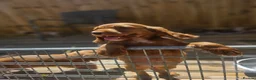Cocker Spaniel dogs for sale: Health tested working cocker spaniels  - Advert 11