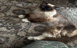 Ragdoll cats for sale: Ragdoll male unusual  - Image 4