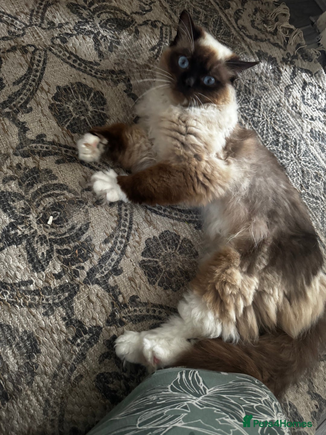 Ragdoll cats for sale: Ragdoll male unusual  - Image 4