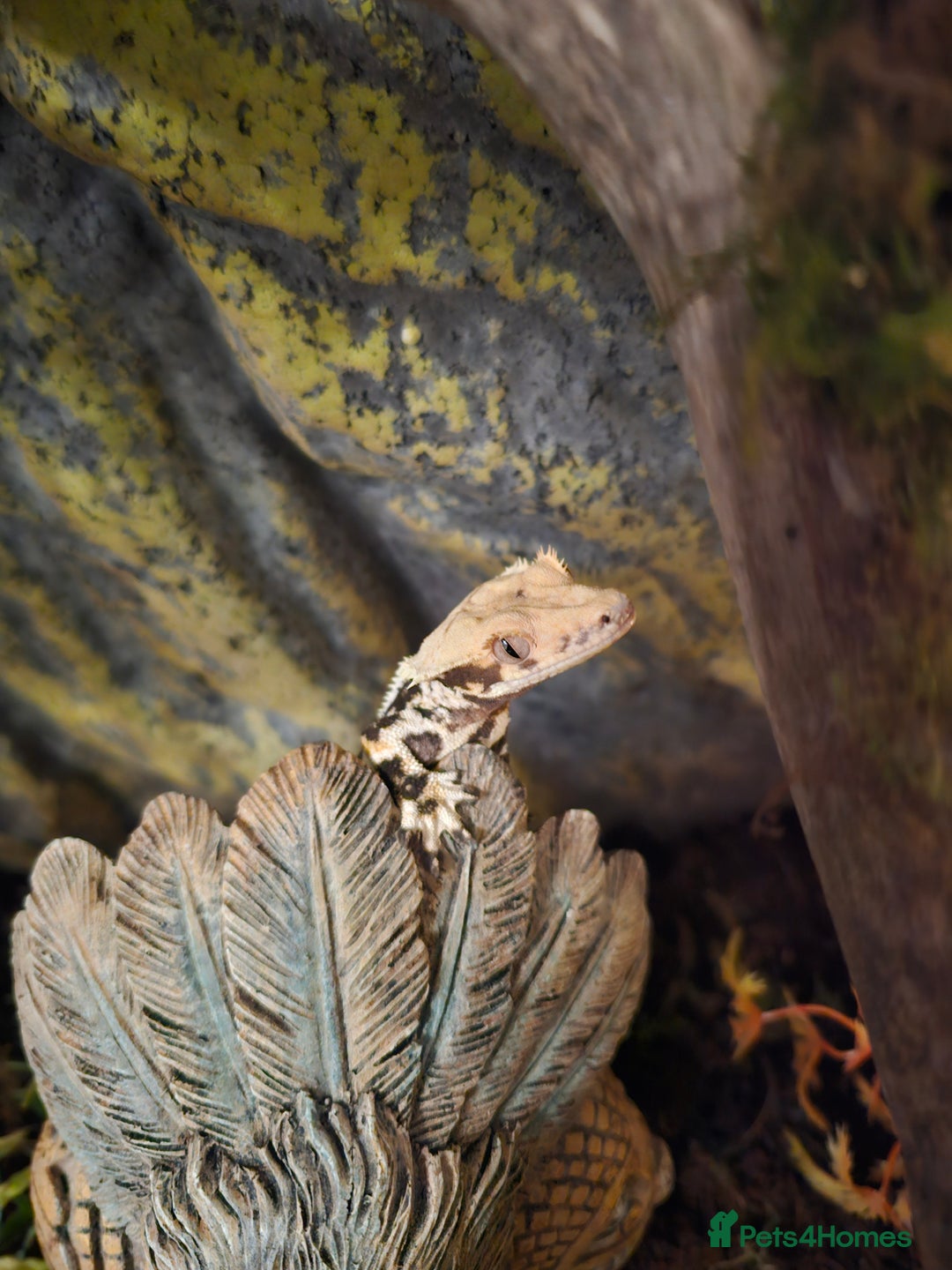 Gecko reptiles for sale: Lilly white crested gecko and viv - Advert 6