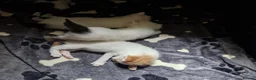 Mixed Breed cats for sale: Beautiful kittens  - Advert 4