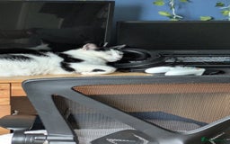 Domestic Shorthair cats for sale: Link  - Image 2