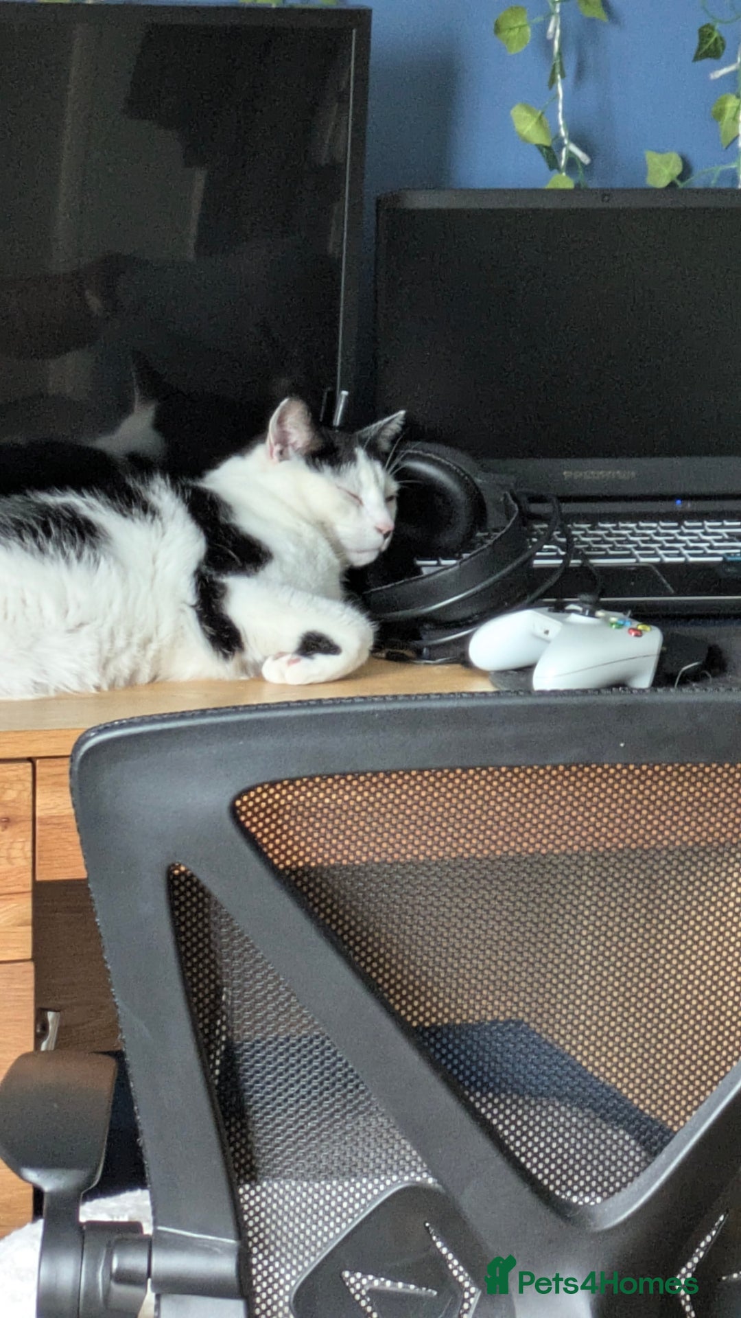 Domestic Shorthair cats for sale: Link  - Image 2