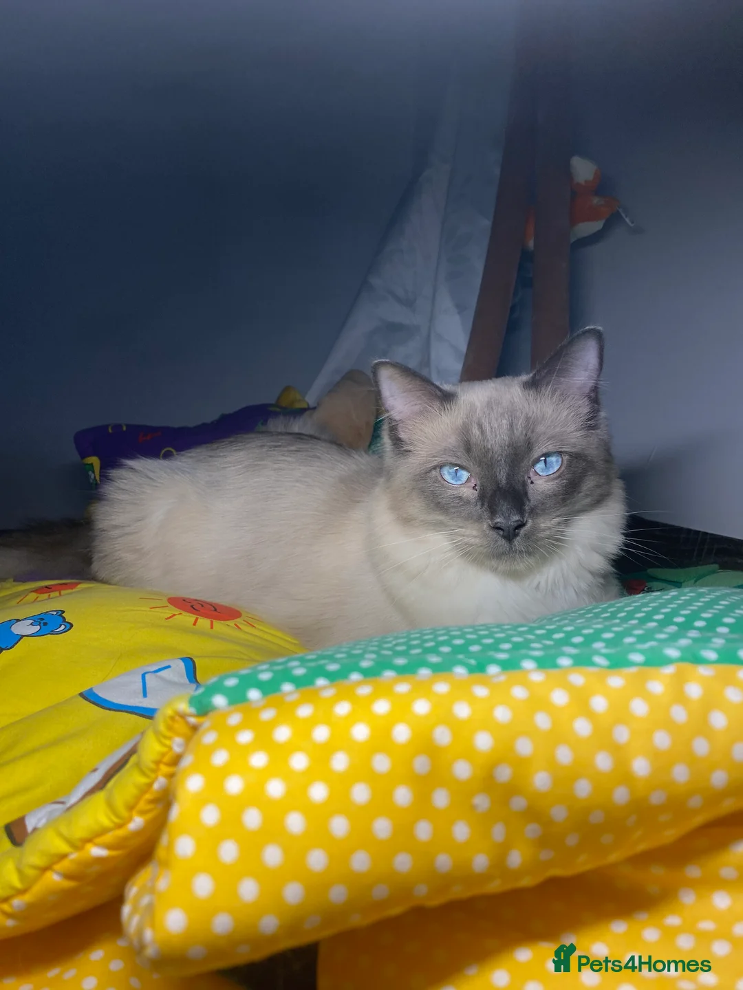 Ragdoll cats for stud: Blue Point Ragdoll for stud 🩵 - Advert 5