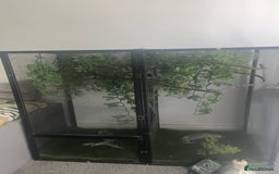 Chameleon reptiles for sale: Open air Viv chameleon  (chameleon not included) - Image 1