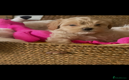Maltipoo dogs for sale: Maltipoo puppies for sale  - Image 27